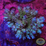 Acropora microclados „B. Blue“ WYSIWYG „AD Special“