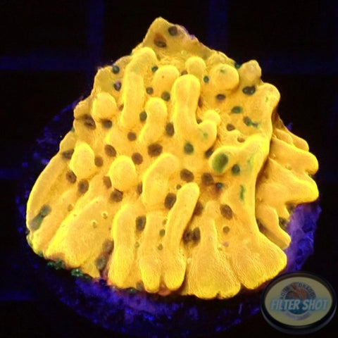 Montipora palawanensis “Crazy T” AD Special