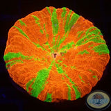 Homophyllia australis „RB Apple“ WYSIWYG