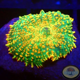 Rhodactis spp. „Tequila Sunrise“ AD Special