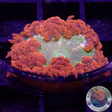 Phymanthus crucifer WYSIWYG