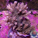 Acropora microclados „Berry Hill“ WYSIWYG „AD Special“