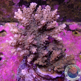 Acropora microclados „Berry Hill“ WYSIWYG „AD Special“