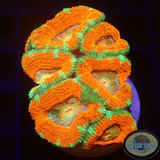 Micromussa spp. „Rainbow Heart“