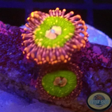 Krustenanemonen „Pink Krakatoa“ WYSIWYG