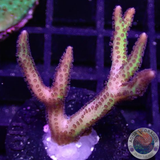 Seriatopora hystrix „Toxic Thorn“