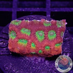 Favia spp. “Spicy Lemon” AD Special