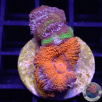 Micromussa spp. „Grafted“ WYSIWYG