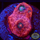Echinophyllia spp. „Killer Flamingo“ WYSIWYG