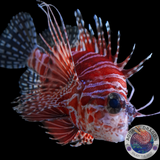 Dendrochirus brachypterus „Kurzflossen-Zwergfeuerfisch“ L