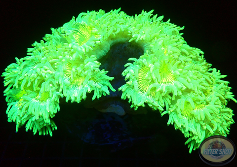 Catalaphyllia jardinei „Nuclear Core“ WYSIWYG