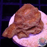Leptoseris spp. „24K“