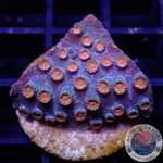 Cyphastrea spp. „Bizzaro“