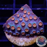 Cyphastrea spp. „Bizzaro“