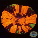 Homophyllia australis „Warpaint“ WYSIWYG