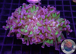 Euphyllia paraancora “Omega” AD Special