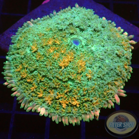Rhodactis spp. „Franky‘s Girl“ WYSIWYG