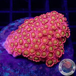 Goniopora spp. „Flame“ 🔥 WYSIWYG