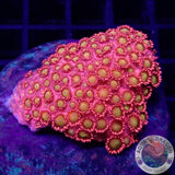 Goniopora spp. „Flame“ 🔥 WYSIWYG