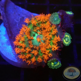 Rhodactis osculifera „St. Thomas & Friends“ WYSIWYG „AD Special“