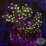 Acropora nana „Star“ WYSIWYG