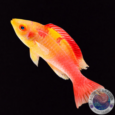 Cirrhilabrus adornatus „Debelius-Zwerglippfisch“ männlich