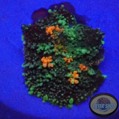 Rhodactis spp. „Fire Bounce“ WYSIWYG „AD Special“