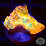 Echinophyllia spp. „Katar Orenji“ WYSIWYG „AD Special“
