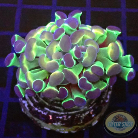 Euphyllia baliensis “Hologram”