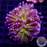 Euphyllia paraglabrescens „Tiger“ WYSIWYG