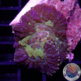 Rhodactis spp. „Crystal P“ AD Special