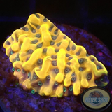 Montipora spp. „Crazy T“ AD Special