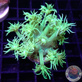 Goniopora spp. „Toxic Flower“
