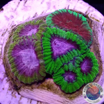 Favia spp. “Fusion” WYSIWYG