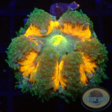 Phymanthus crucifer WYSIWYG