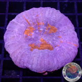 Homophyllia australis „Superman Extreme“ WYSIWYG