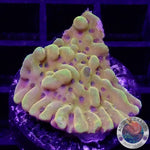 Montipora palawanensis “Crazy T” AD Special