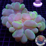 Plerogyra sinuosa „Bubble Splash“ WYSIWYG „AD Special“