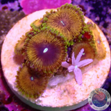 Krustenanemonen „Scarface Knopia“ WYSIWYG „AD Special“