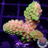 Acropora humilis „Sour Jo“ WYSIWYG