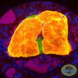 Echinophyllia spp. „Stained Glass“ WYSIWYG