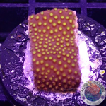 Montipora spp. „Fever“ AD Special