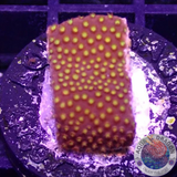 Montipora spp. „Fever“ AD Special