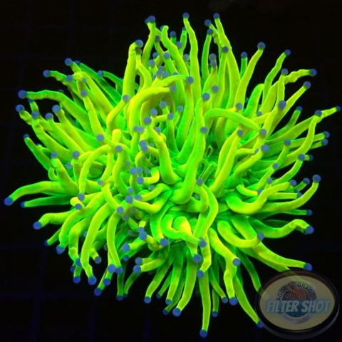 Euphyllia glabrescens „Jumbo Holy Grail“