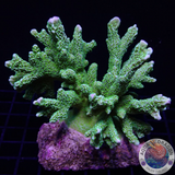 Montipora malampaya „Star Wars“ WYSIWYG „AD Special“