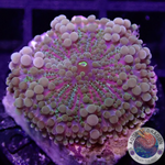 Ricordea yuma „Rainbow“ WYSIWYG „AD Special“