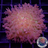 Rhodactis spp. „Flying Carpet“