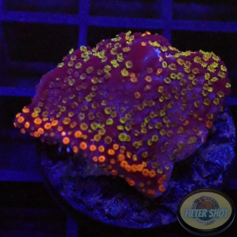 Montipora spp. „Rainbow“