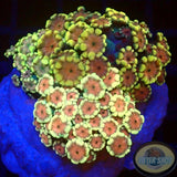 Alveopora spp. „Ultra Trio“ WYSIWYG „AD Special“