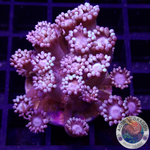 Goniopora spp. „Blue Daisy“ WYSIWYG „AD Special“